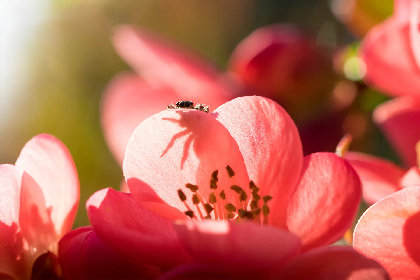 Insects